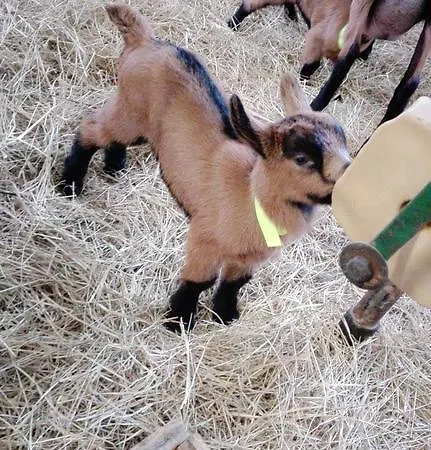 Farm stay Clorofilla