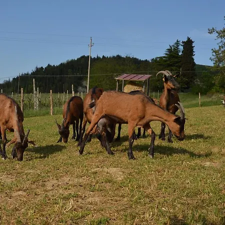 Clorofilla Farm stay