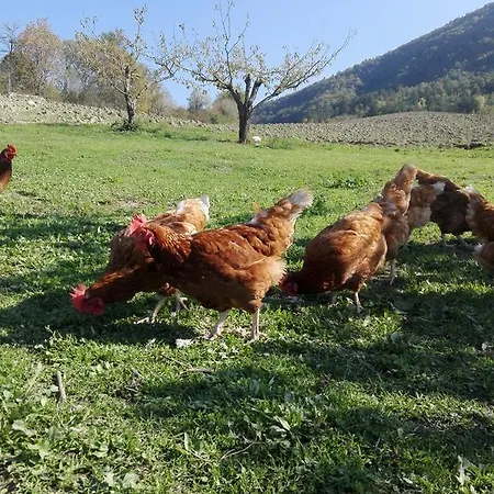 Clorofilla * Mercato Saraceno